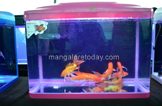 Fish expo at alvas